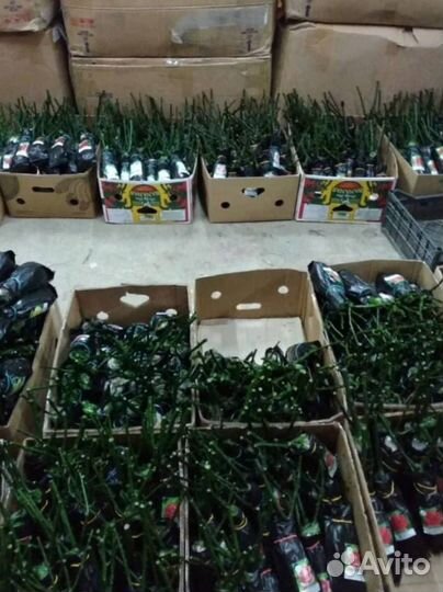 Кустовые розы (Саженцы) цветы