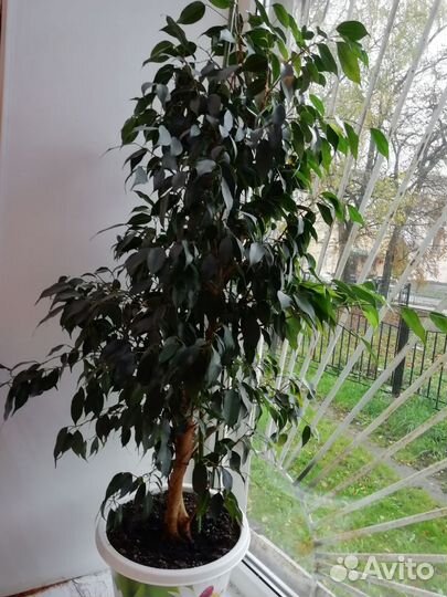 Фикус бенджамина большой