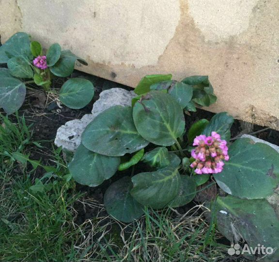 Саженцы Бадана