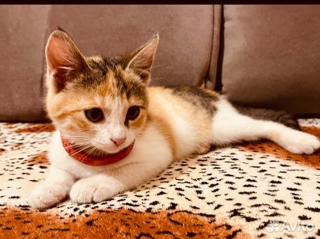 Девочка 2 месяца