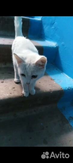Котенок девочка 2,5 мес ищет дом