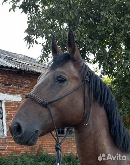 Веревочная амуниция