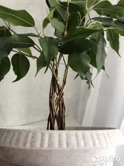 Фикус бенджамина