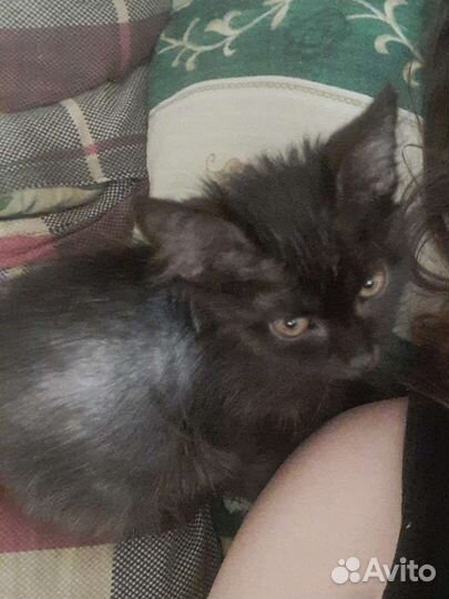 Котята в добрые руки мальчики