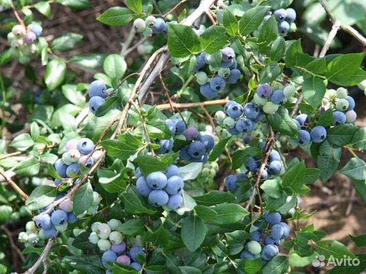Саженцы голубики 3х летние
