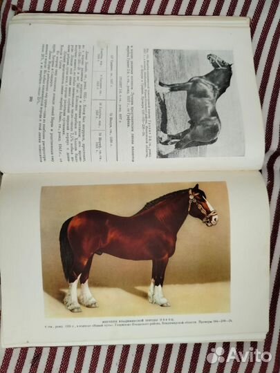 Книги о лошадях