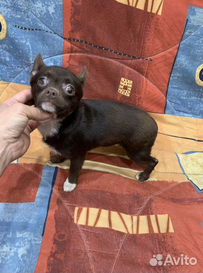 Чихуахуа Горький шоколад Нимфа