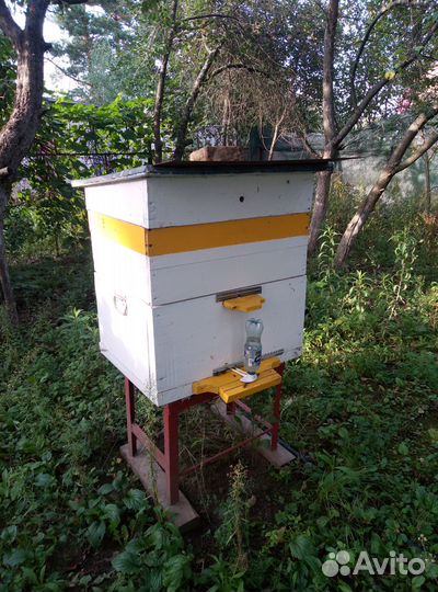 Продается пасека