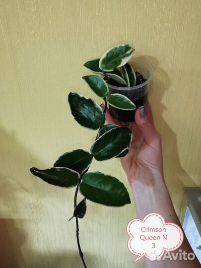 Хойа Crimson Queen