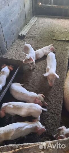 Поросята