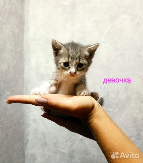 Кошка в дар бесплатно