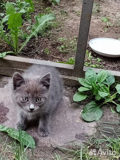 Котенок мальчик бесплатно