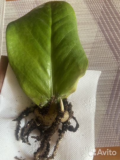 Замиокулькас