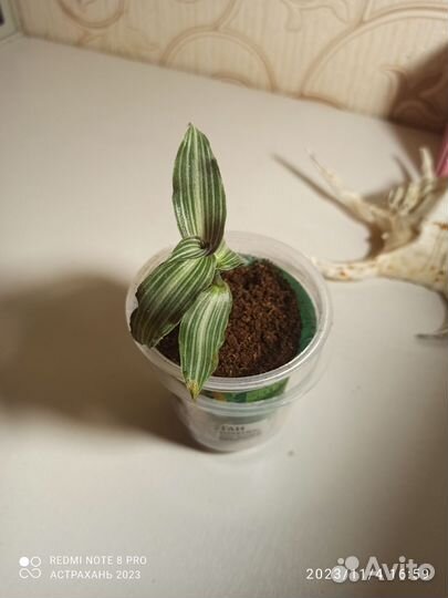 Комнатные растения традесканция, разные сорта