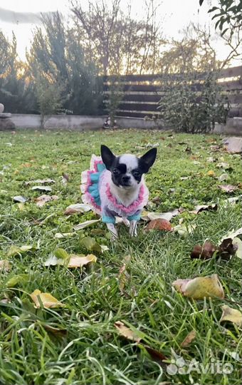 Щенки чихуахуа мини