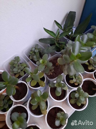 Толстянка (денежное дерево)