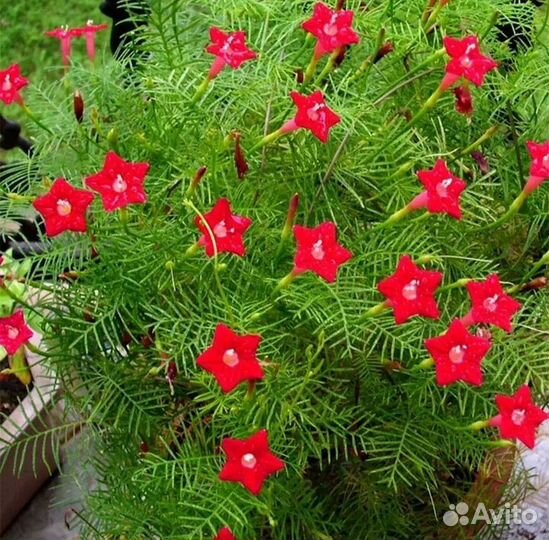 Ипомея Квамоклип