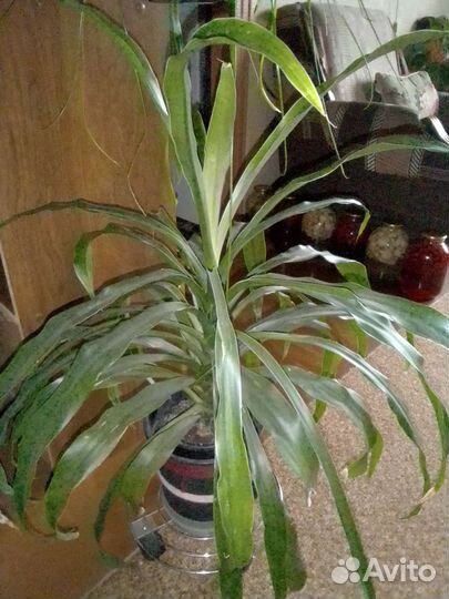 Цветы для офиса