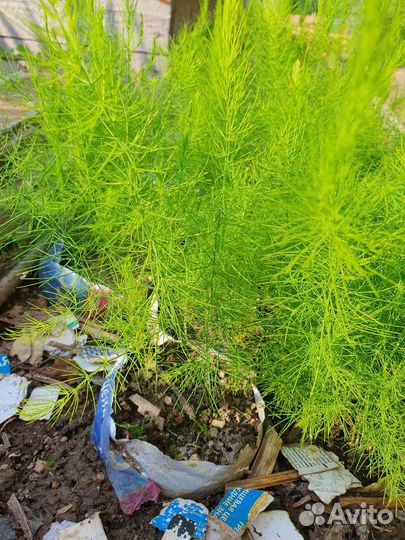 Спаржа (аспарагус)