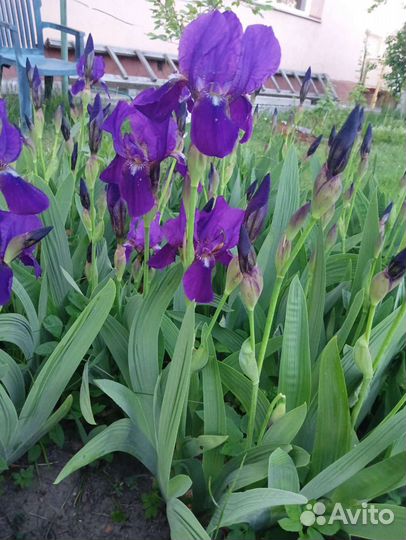 Ирисы луковицы