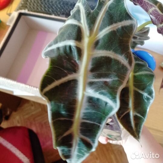 Клубни Алоказии полли