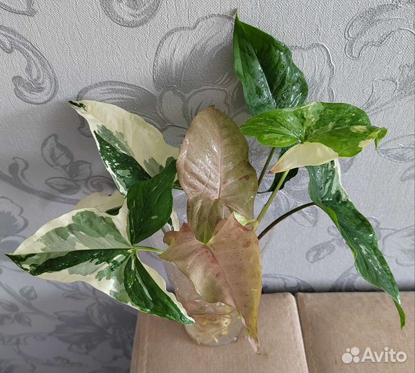 Сингониумы