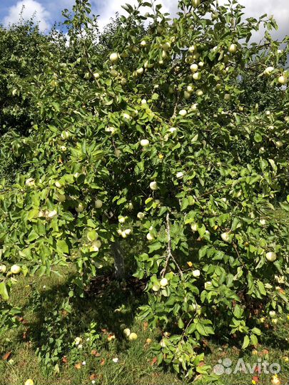 Яблоки изумительные