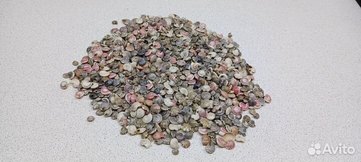 Умбониум 0,9*1 морские ракушки раковины