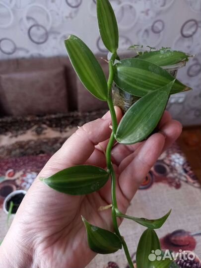 Комнатные растения