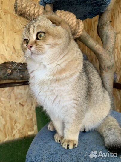 Шотландский кот на вязку