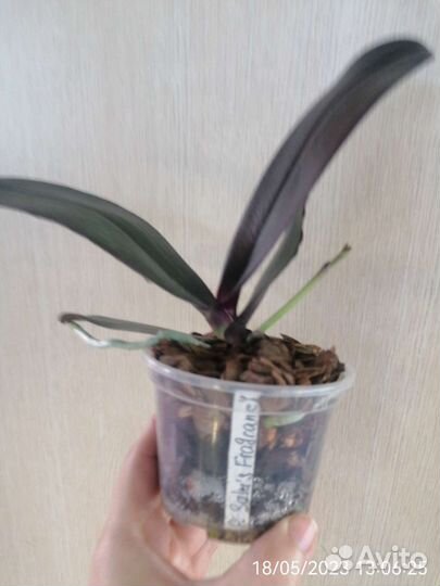 Орхидея Salu's Fragrance