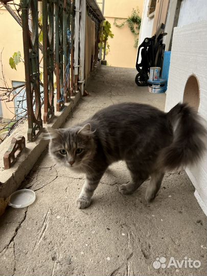 Кот в добрые руки