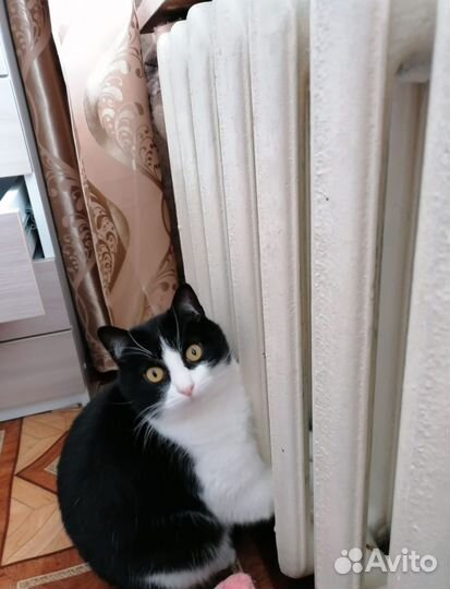 Отдам кота в добрые руки