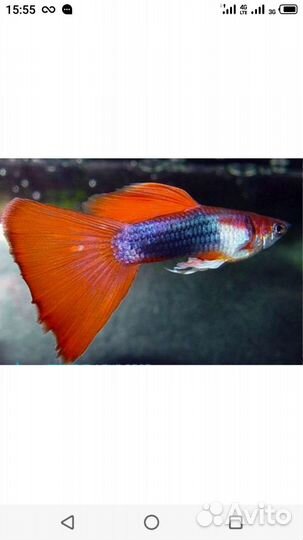 Аквариумные рыбки