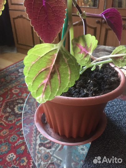 Цветок колеус