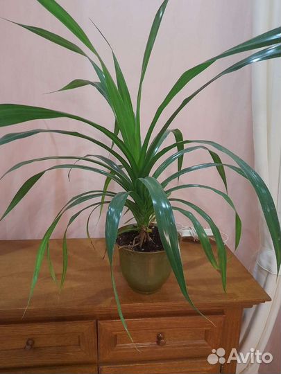 Панданус винтовая пальма