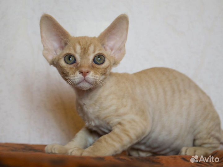 Мальчик Девон-рекс