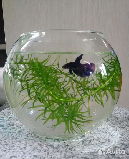 Рыба Петушок