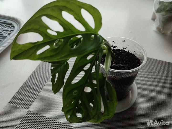 Монстера манки