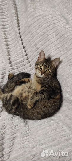 Красивая кошечка, 1 годик, стерилизована