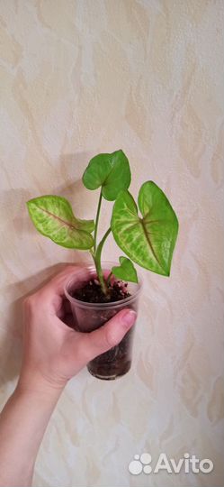 Комнатные растения