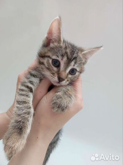 Котята в добрые руки, 2 месяца