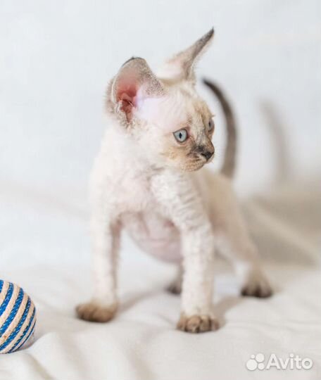 Девон-рекс мальчики