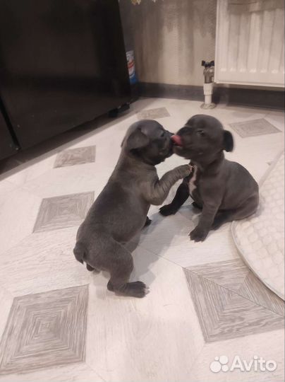 Голубой французский бульдог