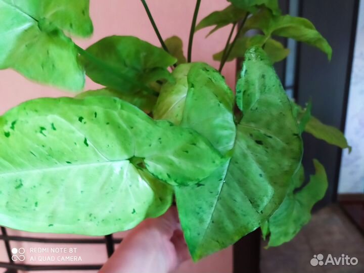 Сингониумы