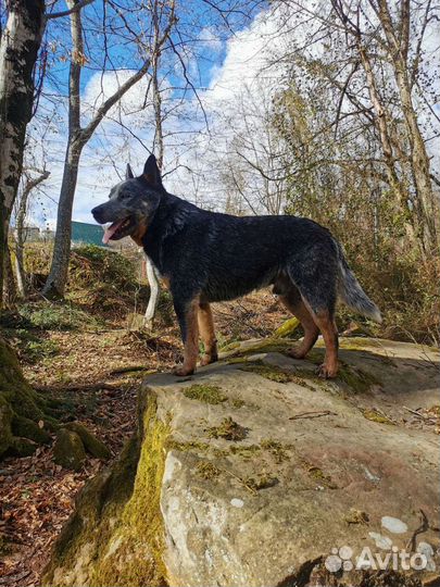 Австралийский хилер (Australian Cattle Dog)