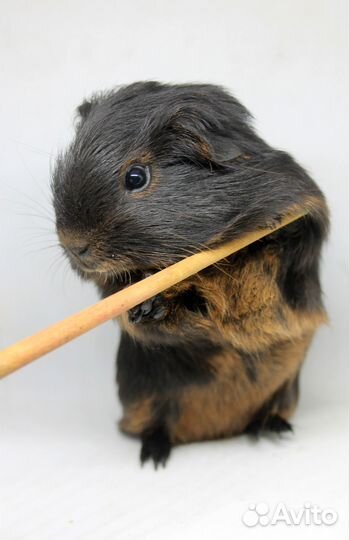 Морская свинка шелти