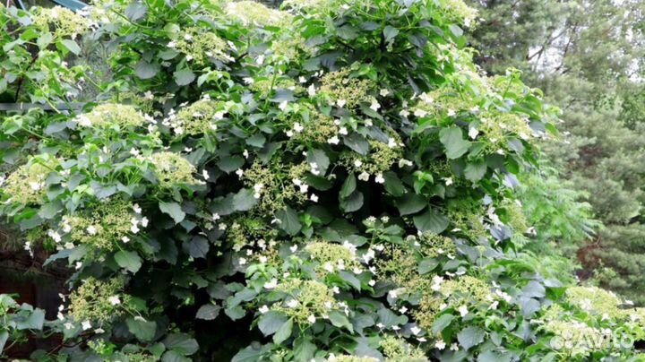 Гортензия вьющаяся Hydrangea petiolaris