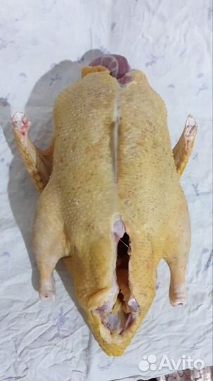 Индоутка домашняя мясо