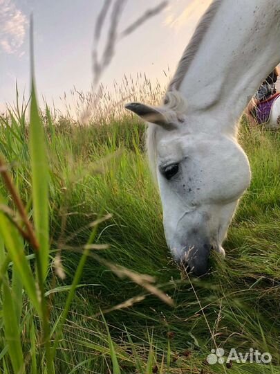 Прогулки на лошадях